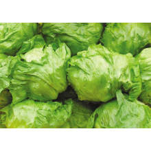 Fresh Iceberg Lettuce Supplier From China High Quality Wholesale